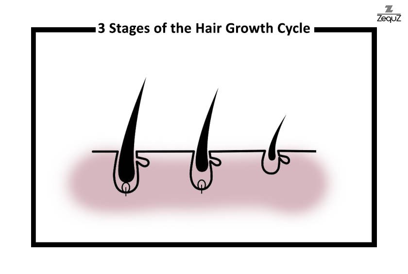 The 3 Stages of the Hair Growth Cycle Explained - Zequz