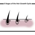 The-3-Stages-of-the-Hair-Growth-Cycle-Explained