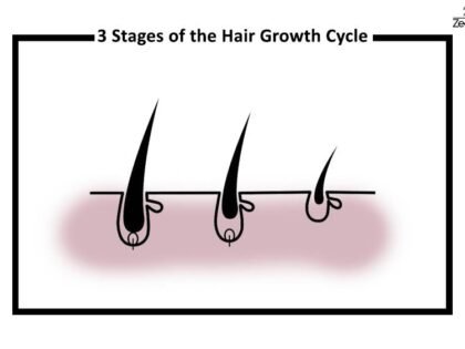 The-3-Stages-of-the-Hair-Growth-Cycle-Explained