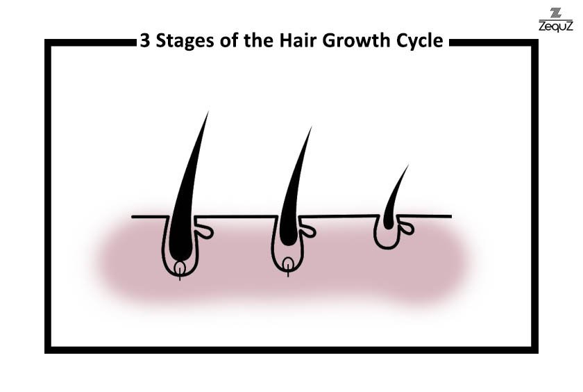 The 3 Stages of the Hair Growth Cycle Explained - Zequz